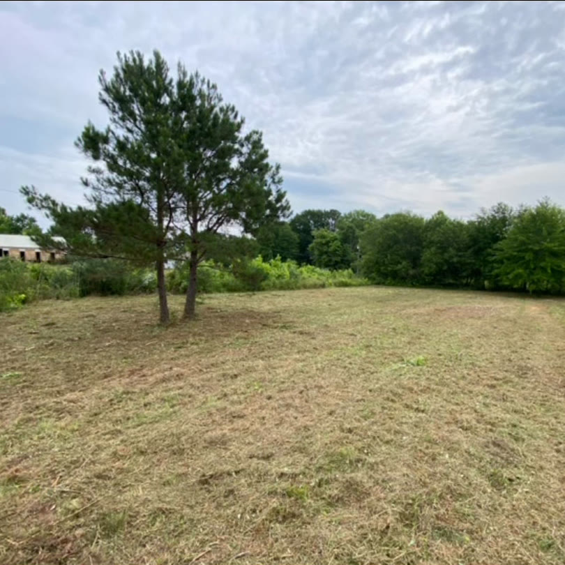 An overgrown field cut back to short grass, a lone pine left standing.