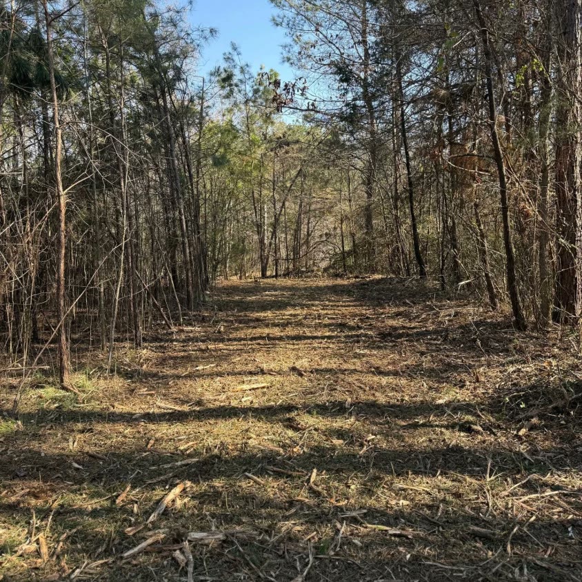 A wide lane cut through pine woods, the trees taken out and the ground mulched.