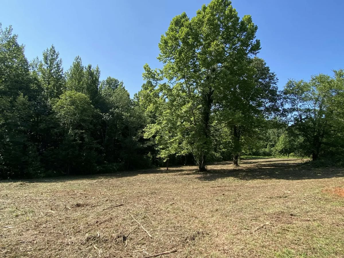Undergrowth cleared from around a big shade tree, the woods trimmed back behind it.