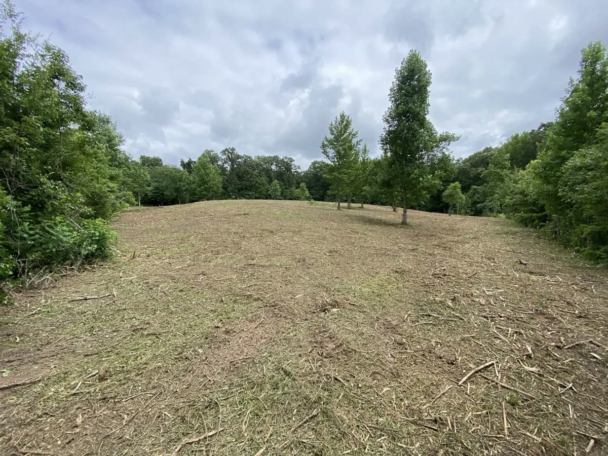 A brushy hillside mulched down to open ground, a few trees left standing.