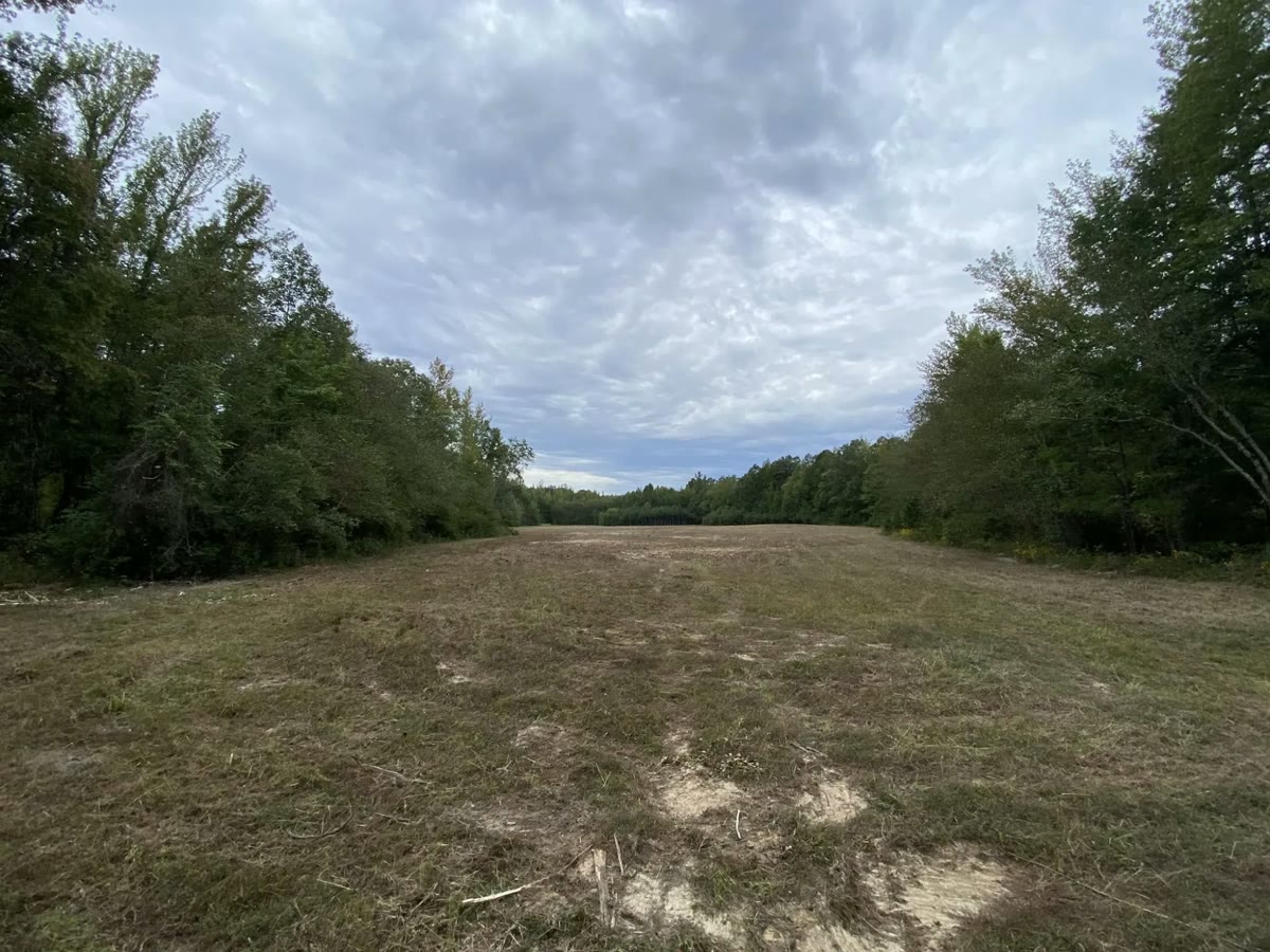 A long lane cleared between two tree lines, mulched down to grass.