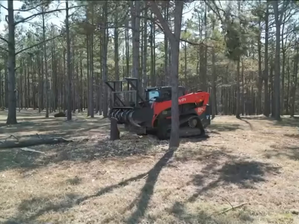 The mulcher working between tall pines, the ground already cleared around it.