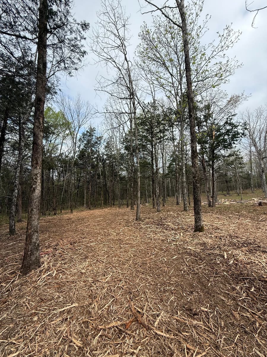 Pine woods with the underbrush mulched flat, the trees left standing.