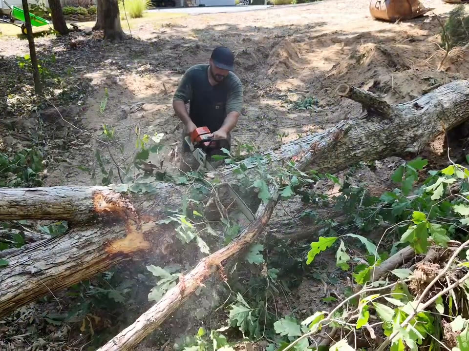 Cutting a felled tree into lengths with a chainsaw.